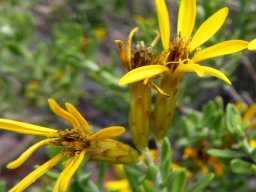 Oedera multipunctata flowerhead involucres