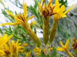 Oedera multipunctata stem-tip flowerhead cluster
