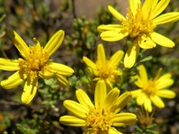 Oedera sedifolia flowerheads