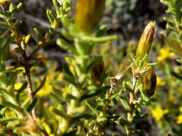 Oedera sedifolia before and after flowering