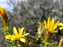 Oedera sedifolia floral stages