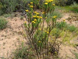 Oedera squarrosa