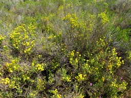 Oedera squarrosa forming a colony