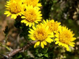Oedera squarrosa ray florets spreading