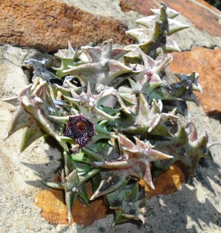 Orbea carnosa subsp. keithii
