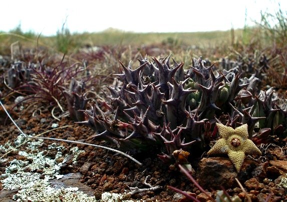 Orbea cooperi