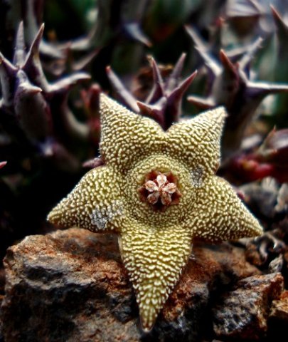 Orbea cooperi flower