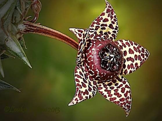 Orbea elegans, the latest species, maybe already extinct