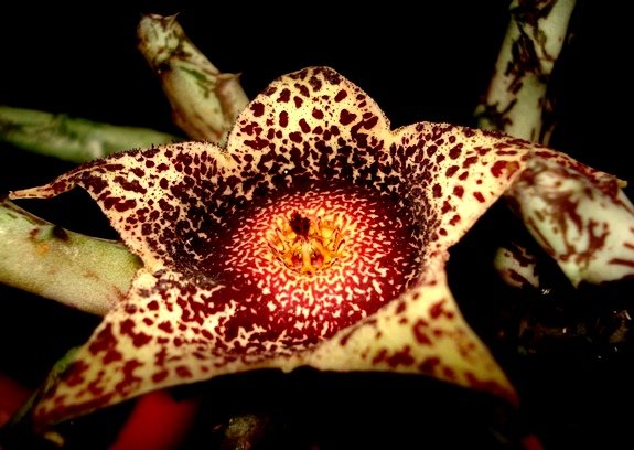 Orbea hardyi flower