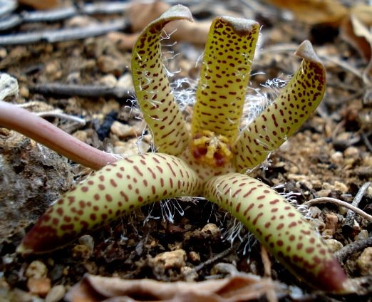 Orbea maculata subsp. maculata