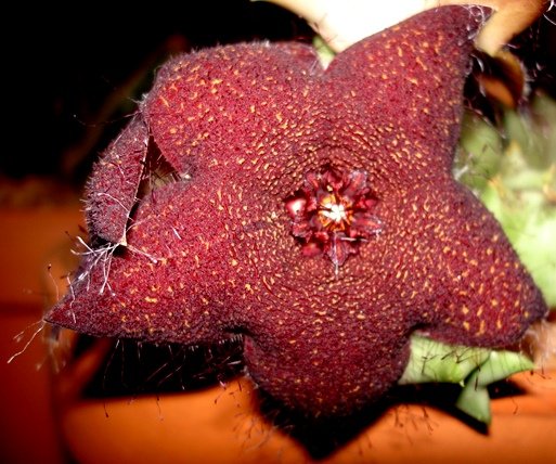 Orbea melanantha