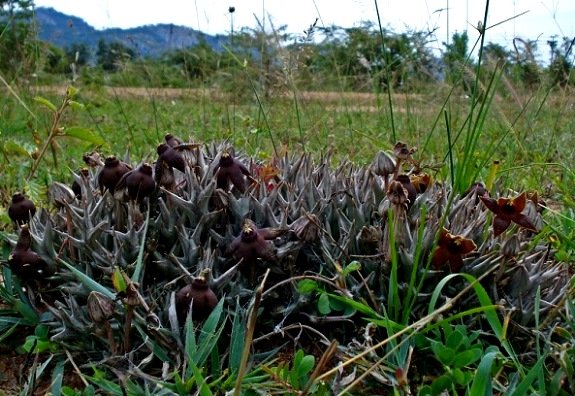 Orbea umbracula habitat