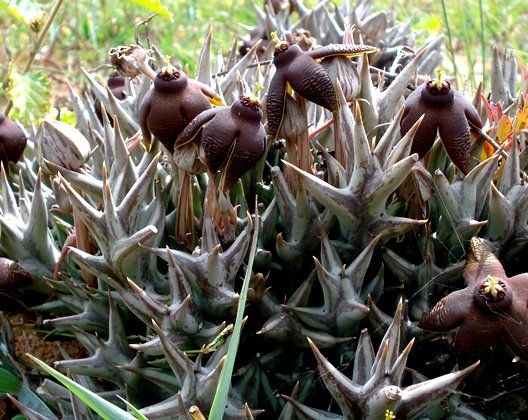 Orbea umbracula stems