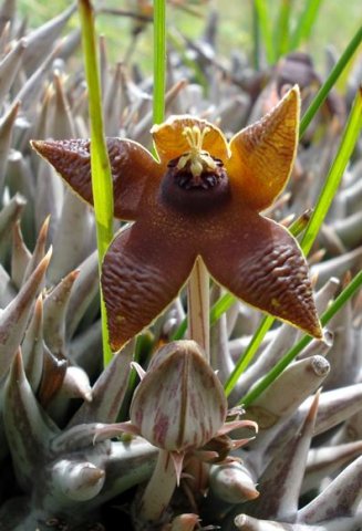 Orbea umbracula bud and flower