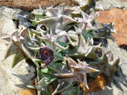 Orbea carnosa subsp. keithii