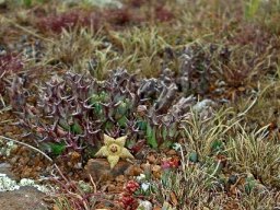 Orbea cooperi distribution and habitat