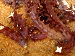Orbea gerstneri subsp. elongata