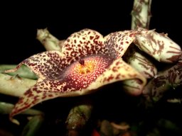 Orbea hardyi flower, an airport
