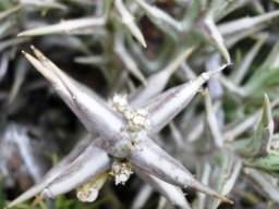 Orbea lutea subsp. lutea