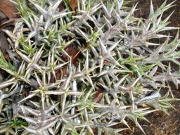 Orbea lutea subsp. lutea clumping