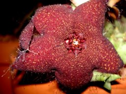 Orbea melanantha