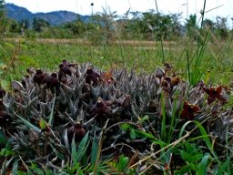 Orbea umbracula habitat