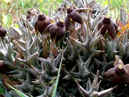 Orbea umbracula stems