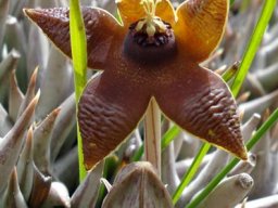 Orbea umbracula bud and flower