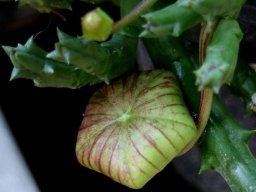 Orbea variegata big bud