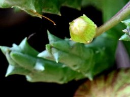 Orbea variegata a small bud