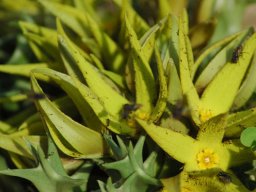 Orbea lutea subsp. lutea and insects