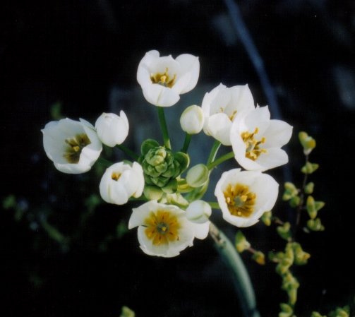 Ornithogalum dubium raceme