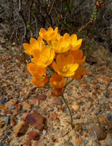 Ornithogalum dubium in flower