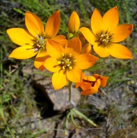 Ornithogalum dubium dark eyes