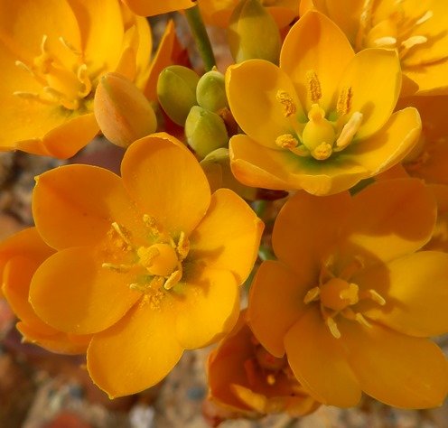 Ornithogalum dubium flowers
