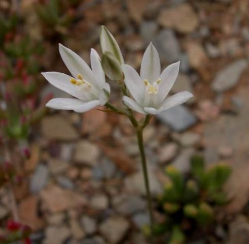 Ornithogalum graminifolium