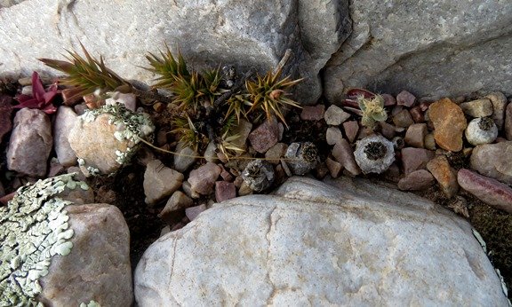 Ornithogalum sardienii in a row, not planted