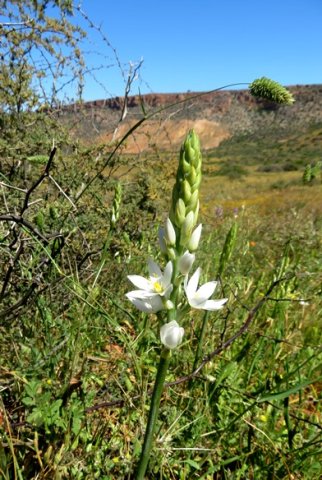 Ornithogalum