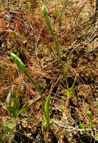 Ornithogalum strictum preparing to bloom