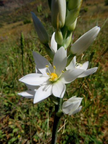 Ornithogalum strictum flower