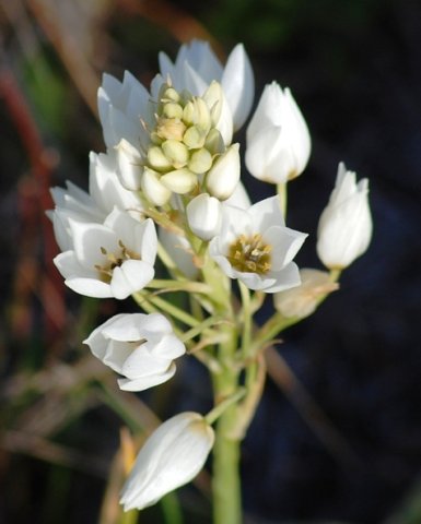 Ornithogalum thyrsoides inflorescence structure