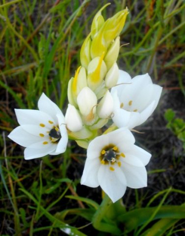 Ornithogalum thyrsoides flowers