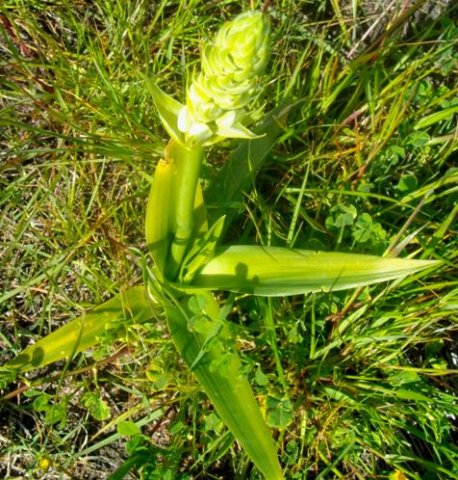 Ornithogalum thyrsoides leaves