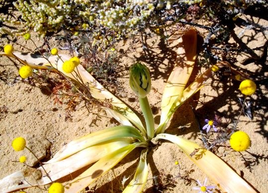 Ornithogalum xanthochlorum dying leaves