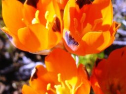 Ornithogalum maculatum