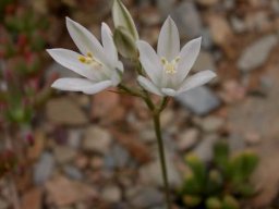 Ornithogalum graminifolium