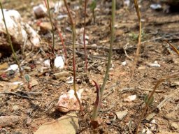 Ornithogalum pilosum leaves