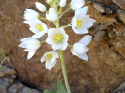 Ornithogalum pruinosum