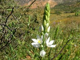 Ornithogalum