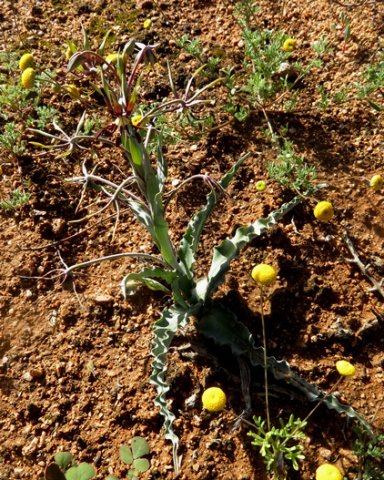 Ornithoglossum parviflorum var. parviflorum